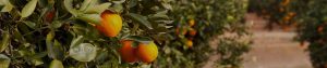 Venta de online de naranjas La Vieja Alqueria